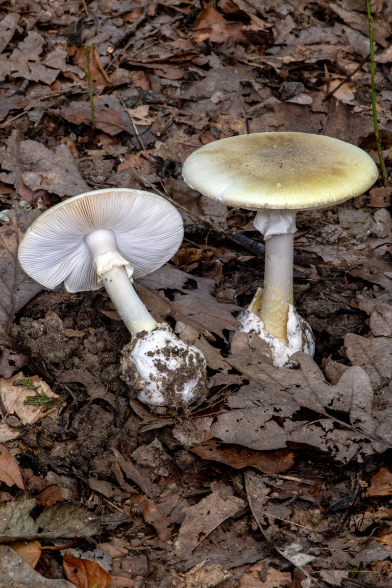 Amanita phalloides