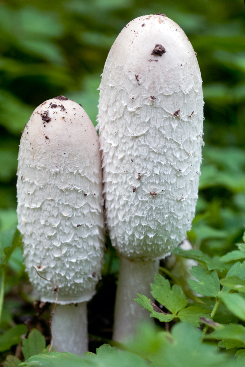 Coprinus comatus