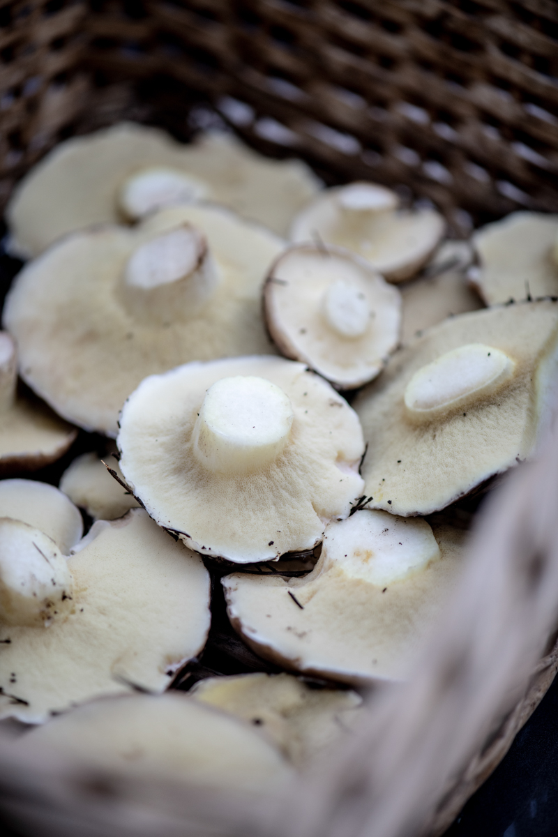 Suillus granulatus